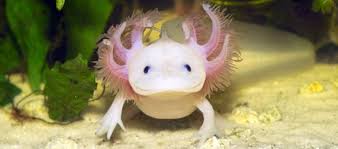 axolotl
